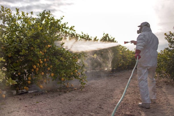 Trusted Manchaca, TX Pest Control Experts