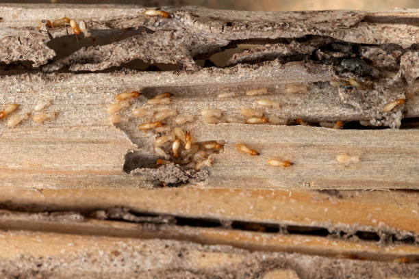 Best Best Pest Control Companies  in Manchaca, TX